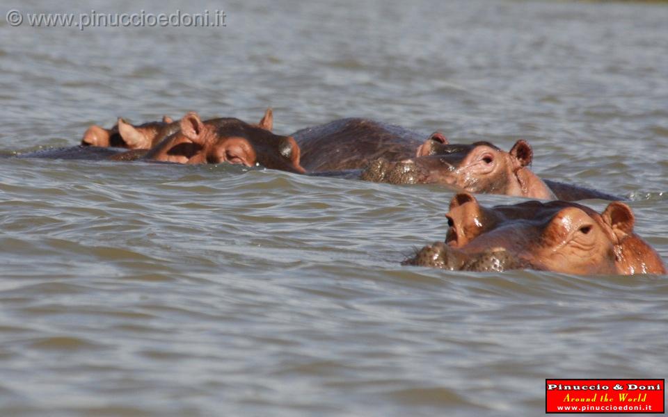 Ethiopia - Lago Chamo - Ippopotami - Hippos - 12.jpg